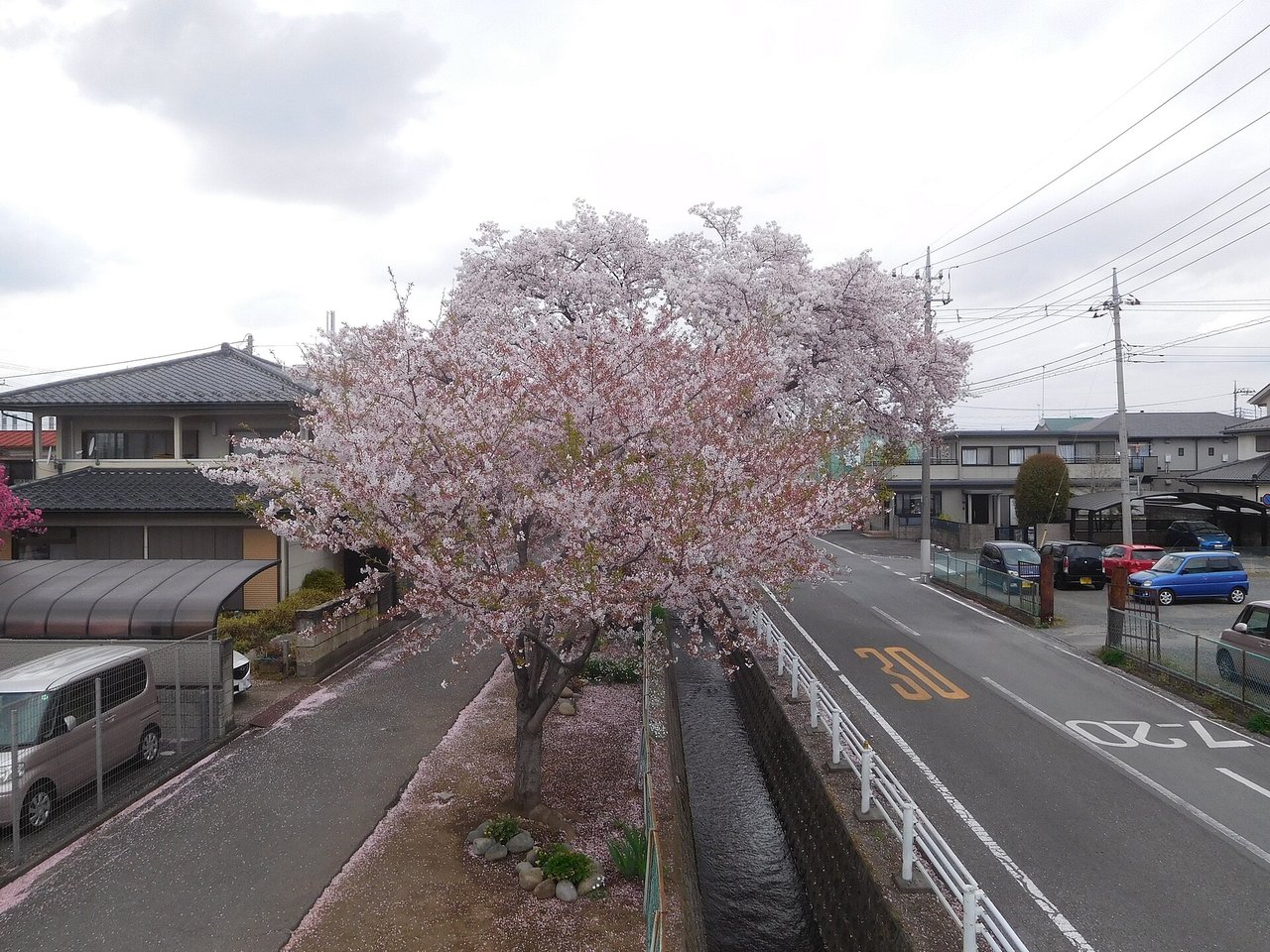桜が咲く春の住宅街の道路